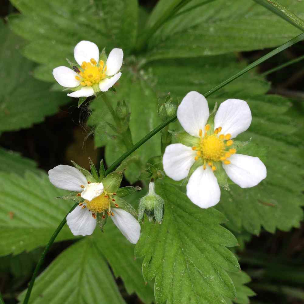 Strawberry Vesca White Soul Fruits