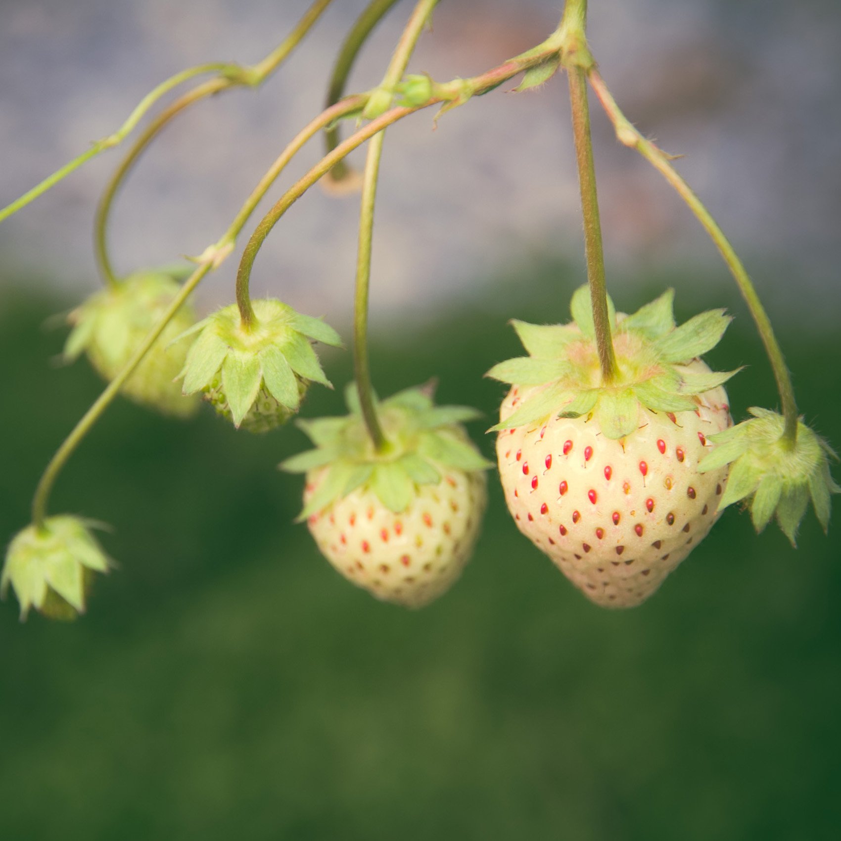 Strawberry White