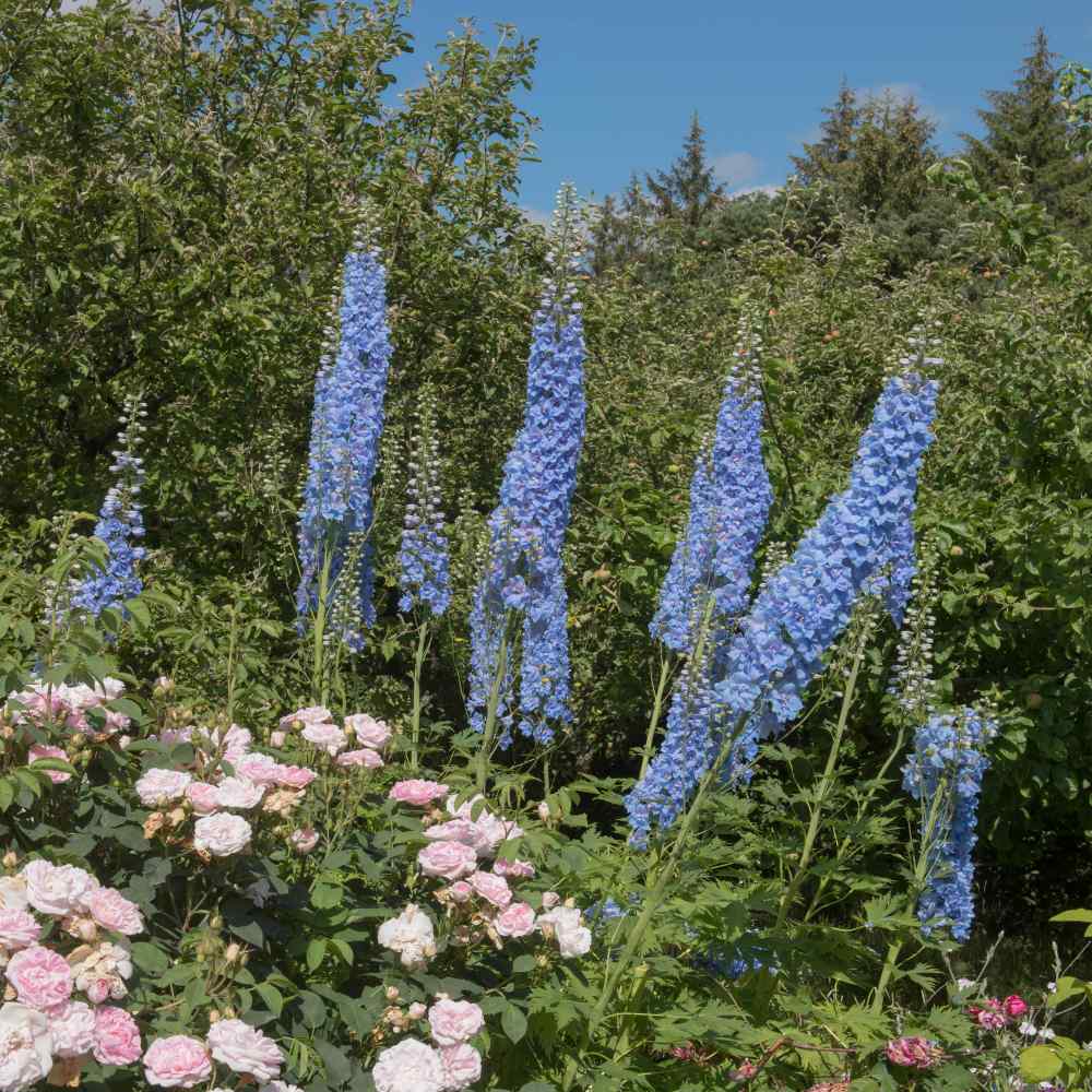 Image of Delphinium summer-blooming bushes