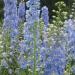 Delphinium Summer Skies Flowers