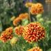 blanket flower seeds bicolor