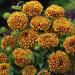 Gaillardia Bicolor Flowers