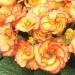 Common Primrose Sunrise Mix Flower Seeds