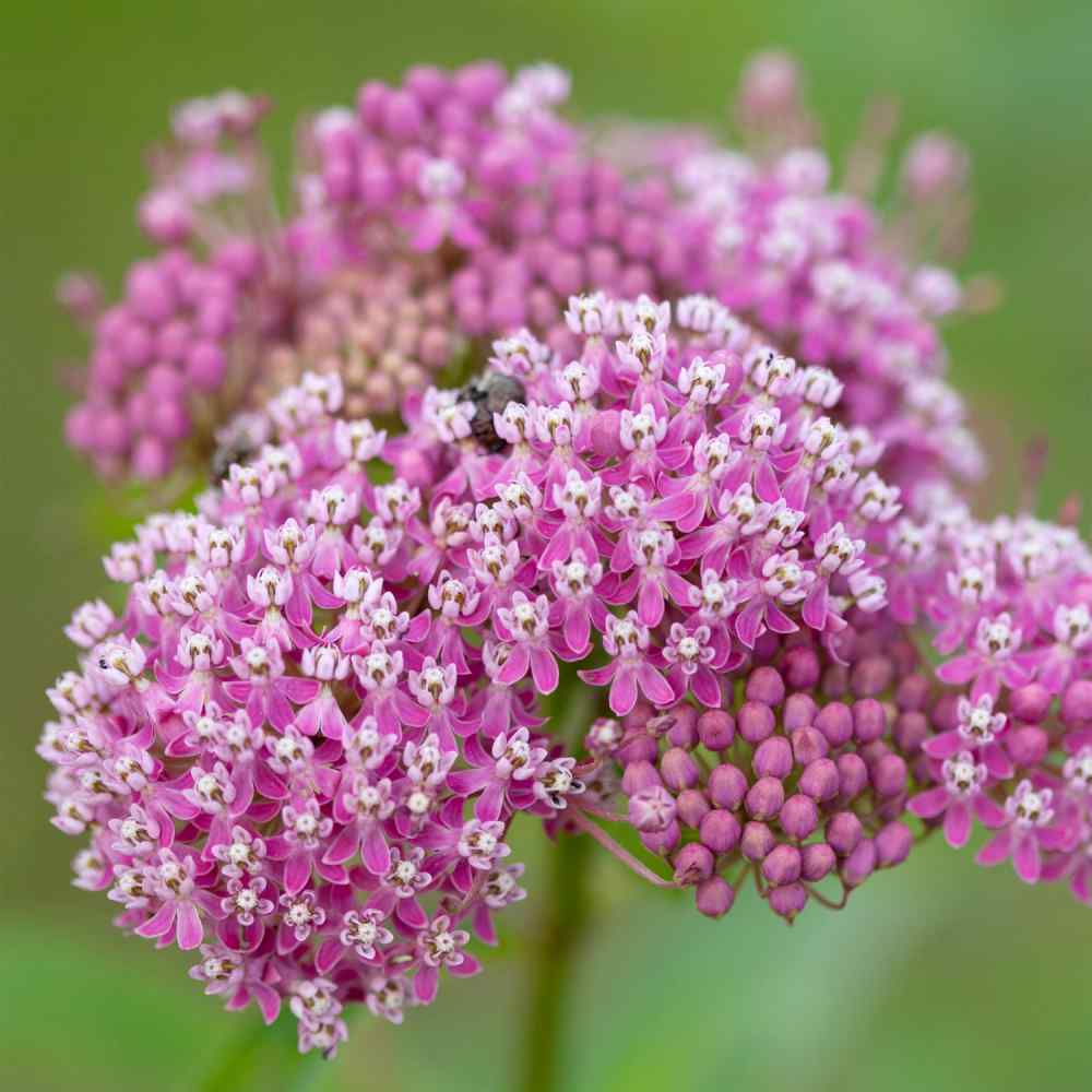 Swamp Milkweed Seed - Asclepias Incarnata Flower Seeds