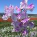 Sweet Pea Bicolor Lilac Ripple