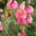 Sweet Pea Miss Wilmont Seeds