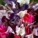 Sweet Pea Old Spice Mix Seeds