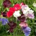 Royal Sweet Pea Flower Mix