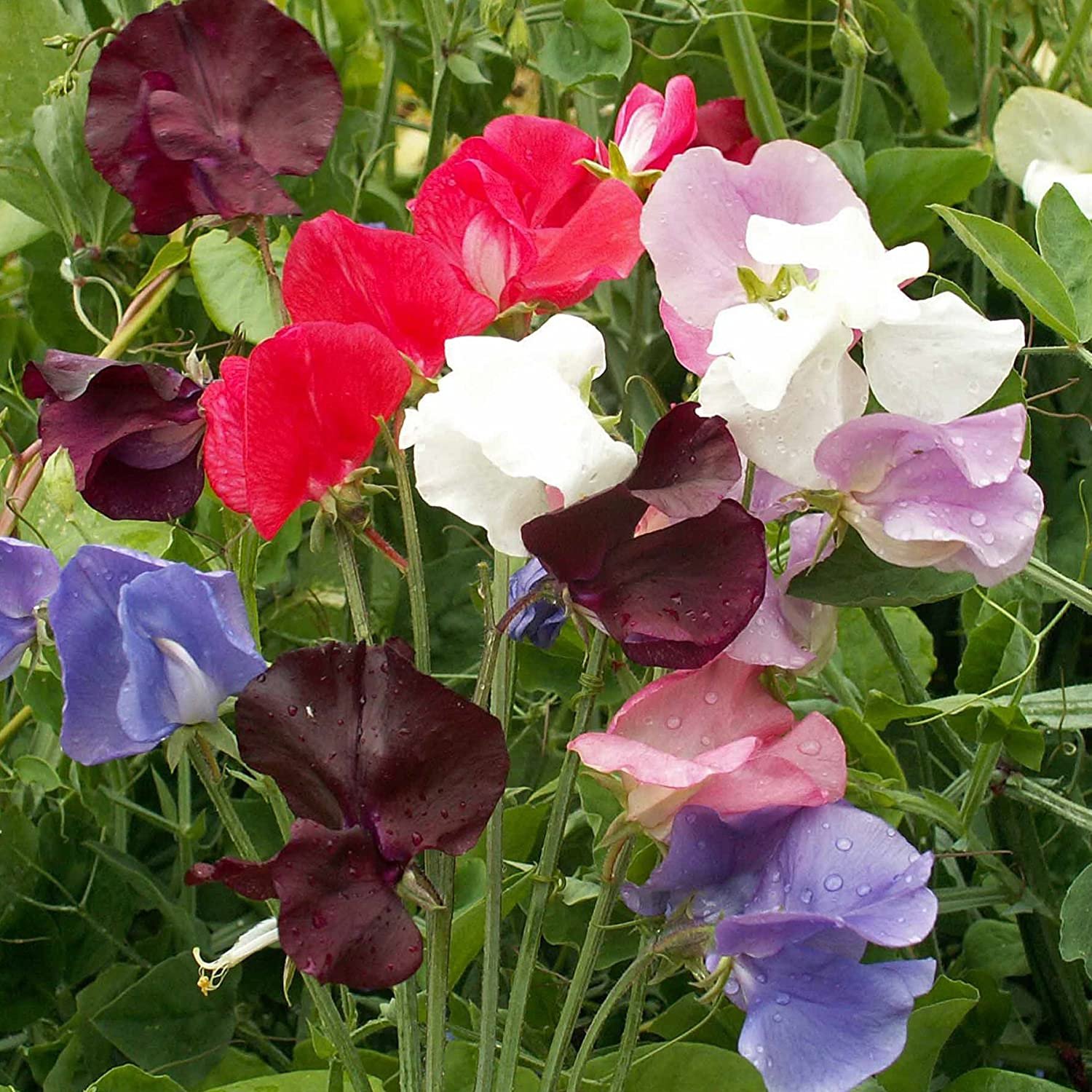 Royal Sweet Pea