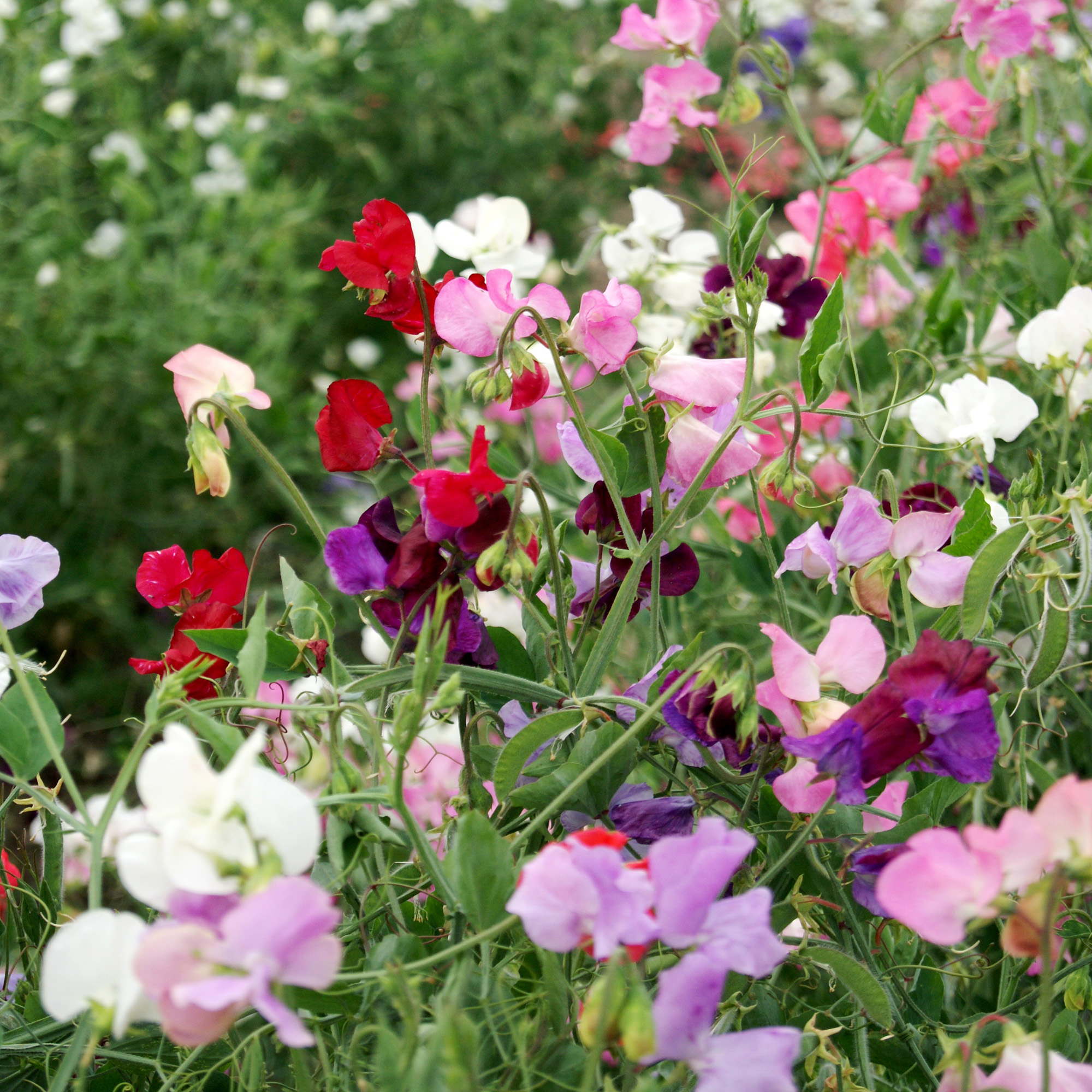 Sweet Pea Royal Vining Flowers