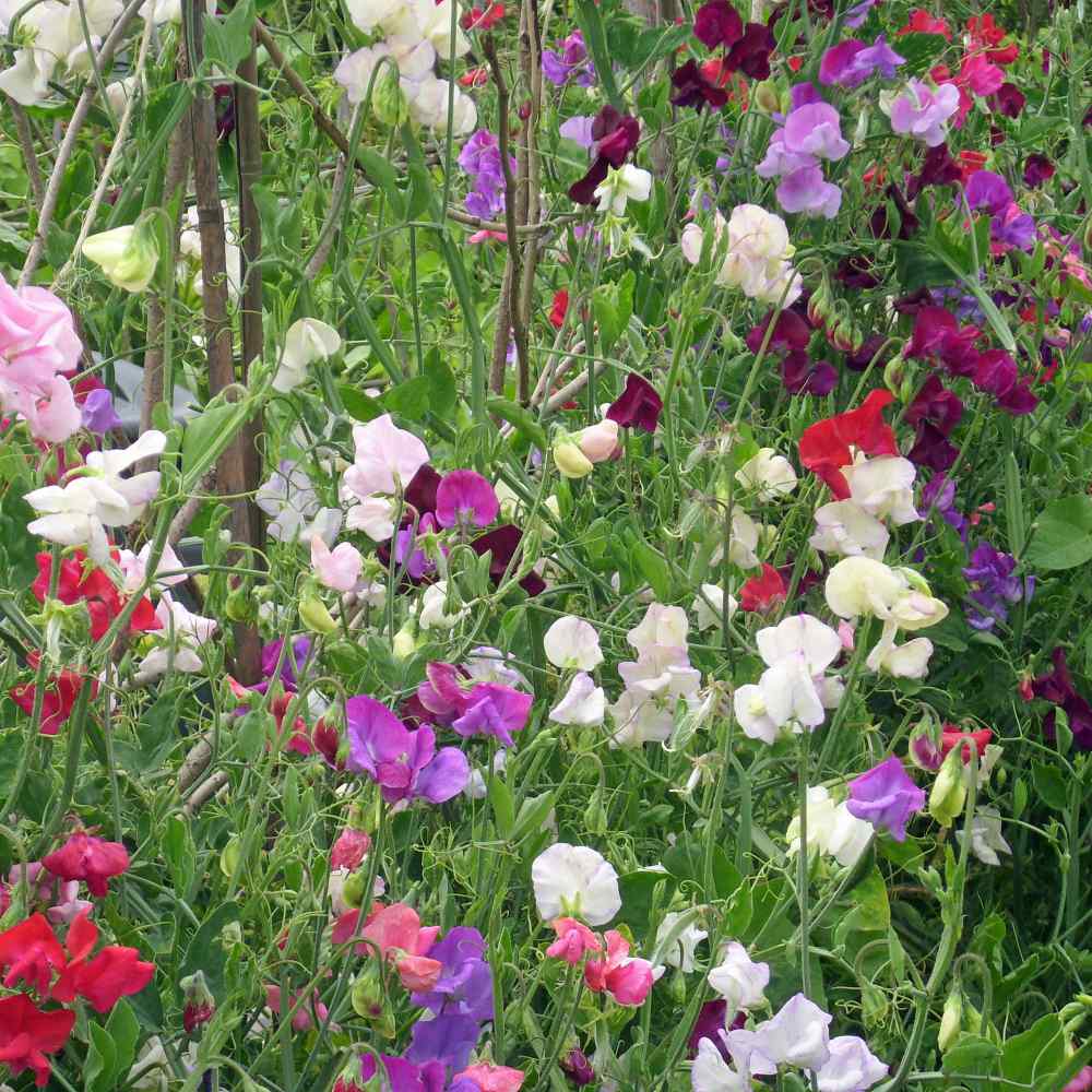 Sweet Peas Seeds | Pearl Mix