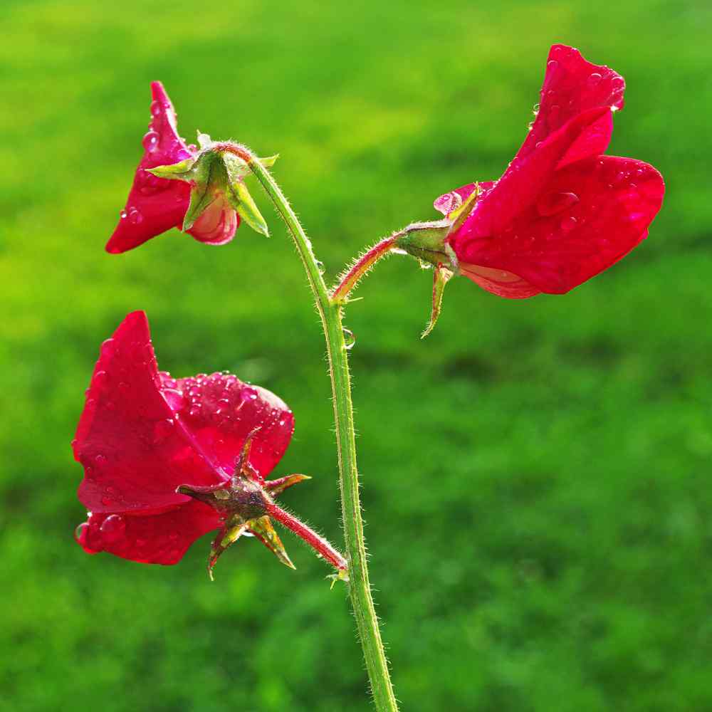 Sweet Peas Seeds | Pearl Red