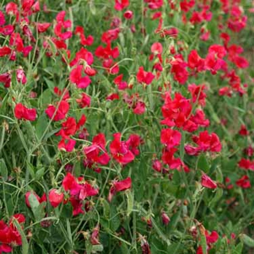Sweet Peas Seed Everlasting Sweet Pea Red Pearl Flower Seeds