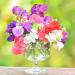 Perennial Sweet Pea Flowers