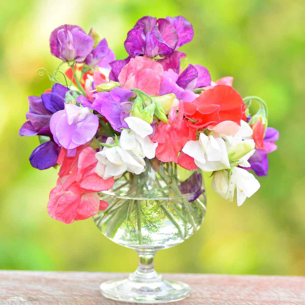 Perennial Sweet Pea Vine Seeds