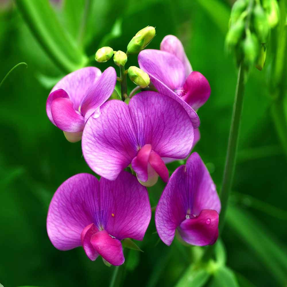 All 97+ Images what does a sweet pea flower look like Latest