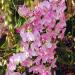 Lathyrus Latifolius Pearl Pink