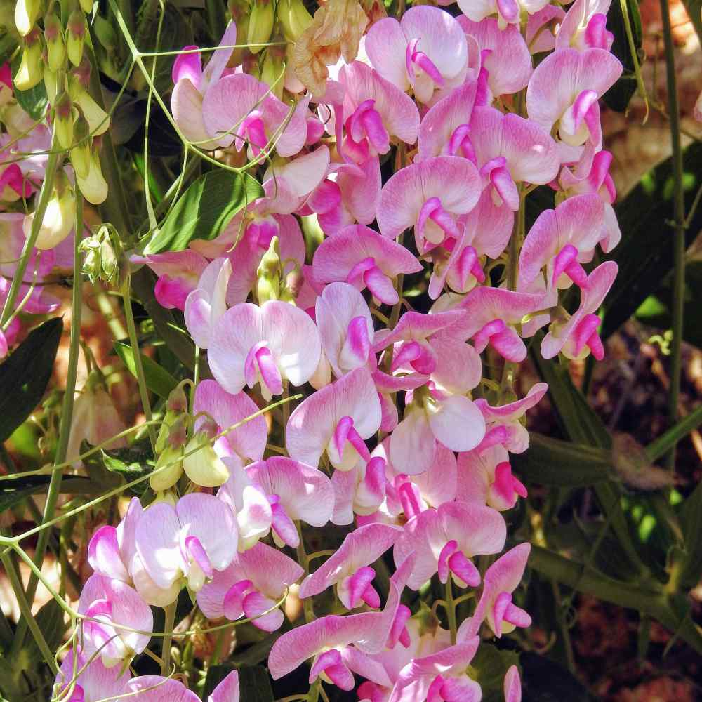 The Everlasting Pea Vine