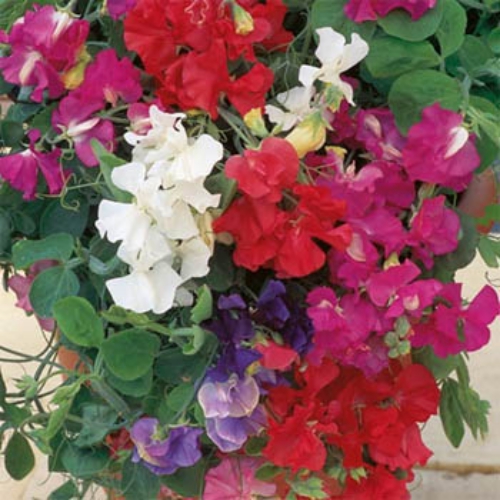 Sweet Pea Royal