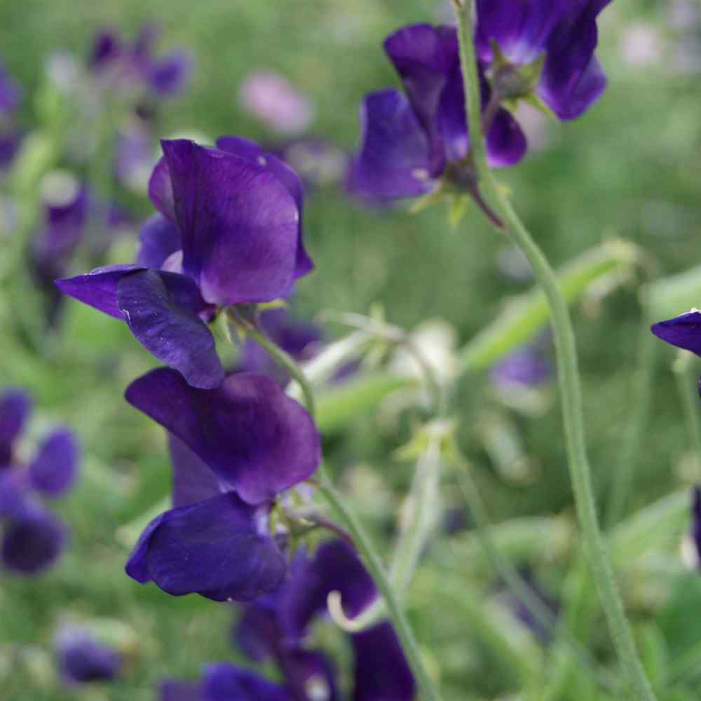 Sweet Peas Seed Lathyrus Royal Navy Blue Flower Seeds