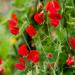 Annual Sweet Pea Scarlet Flowering Vine