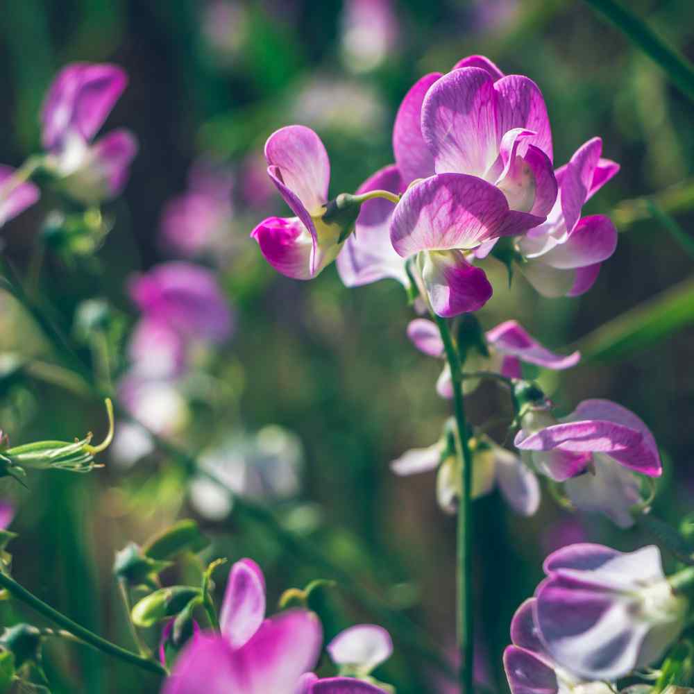  Great Cut Flower