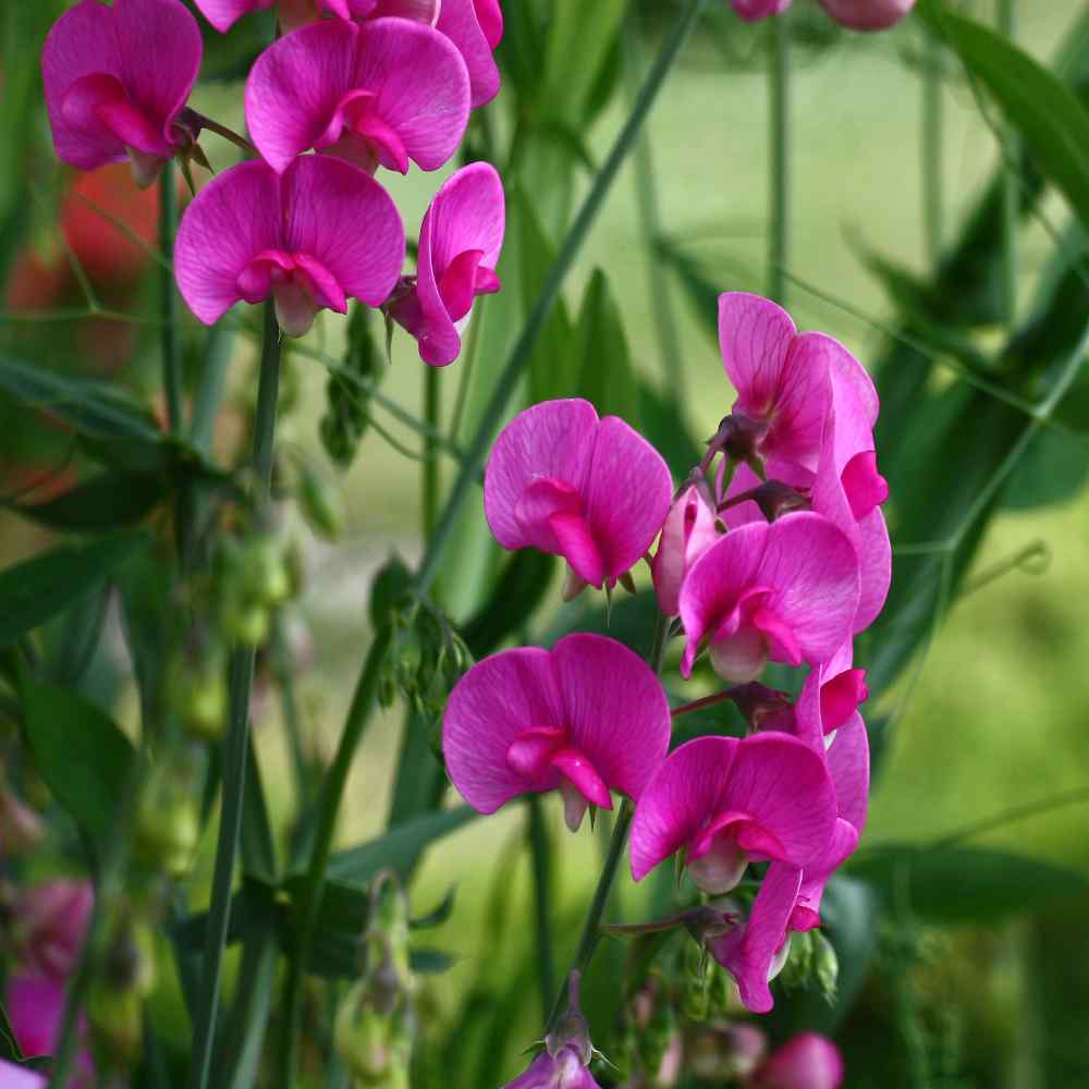  Sweet Peas Seeds | Royal Rose-Pink