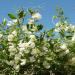 Sweet Pea White Flowering Vines