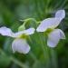 Annual Sweet Pea Royal White Flowers