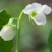 Lathyrus Odoratus Royal White Flowers