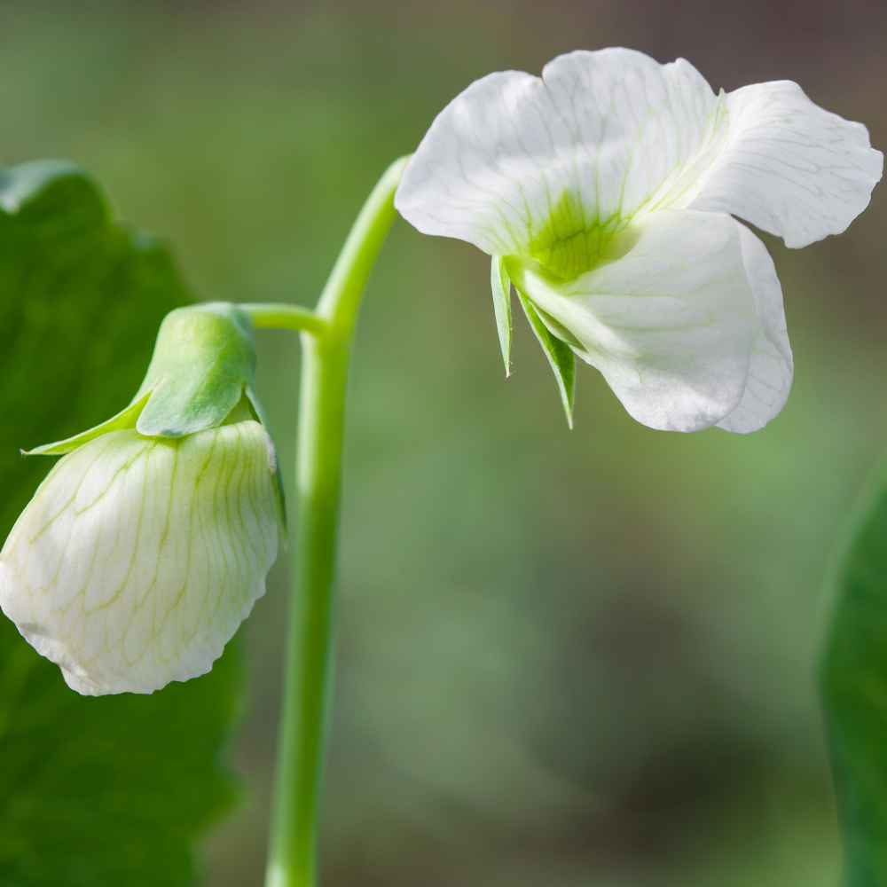 Sweet Peas Seeds | Royal White