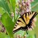 Common Milkweed Flowers