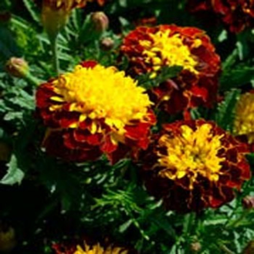 Marigold Seed Tagetes Patula Harmony Flower Seeds