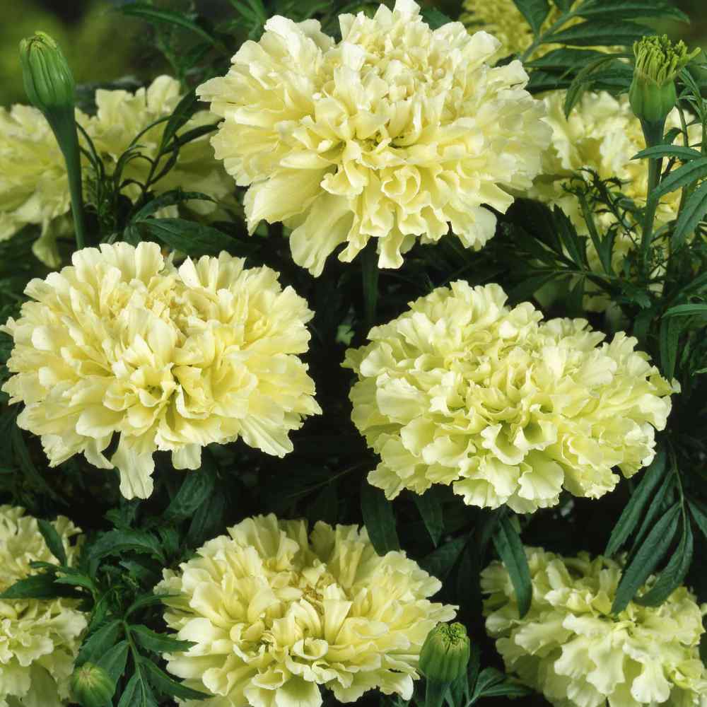 White Kilimanjaro Marigold Flower Seed NON-GMO Up to 3" Blooms Insect Repellant 