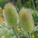 Teasel Flower Head