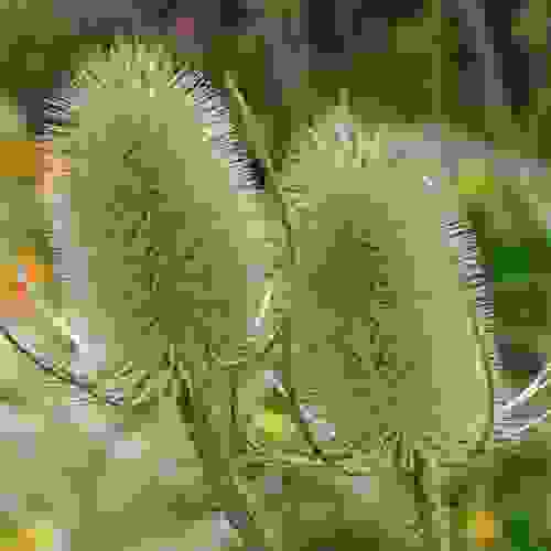 Teasel Flower Head