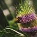 Bienniel Teasel Plants