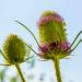 Fuller's Teasel