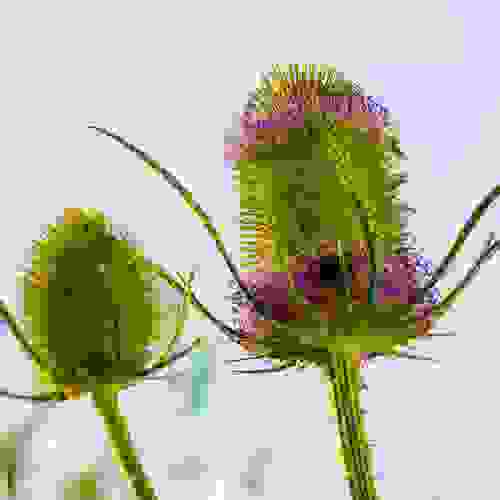 Fuller's Teasel