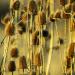 Teasel Flower