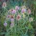 Teasel Plants