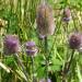 Dipsacus Sativus Plant