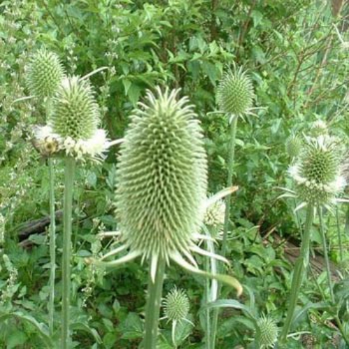 Teasel