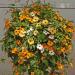 Thunbergia Hanging Basket Flower Seed Mix