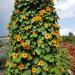 thunbergia flowers