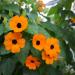 Thunbergia Orange Flower