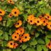 Thunbergia Alata Orange