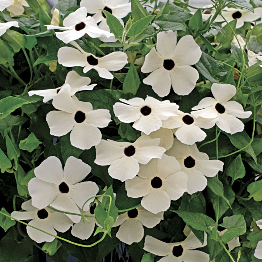 Thunbergia Alata White Flowers