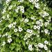 White Thunbergia Climbing Vines