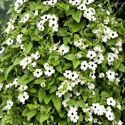 Thunbergia Alata Sunrise, Susie Vine 10 White Black Eyed Susan Flower Seeds 